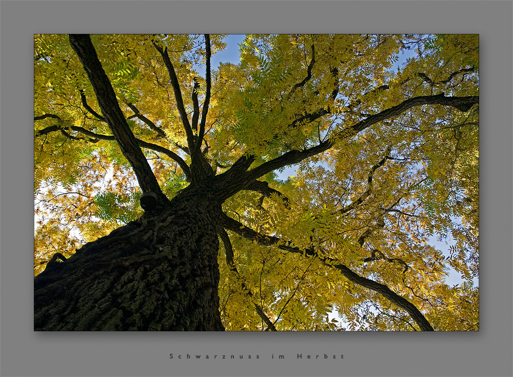 Schwarznuss im Herbst