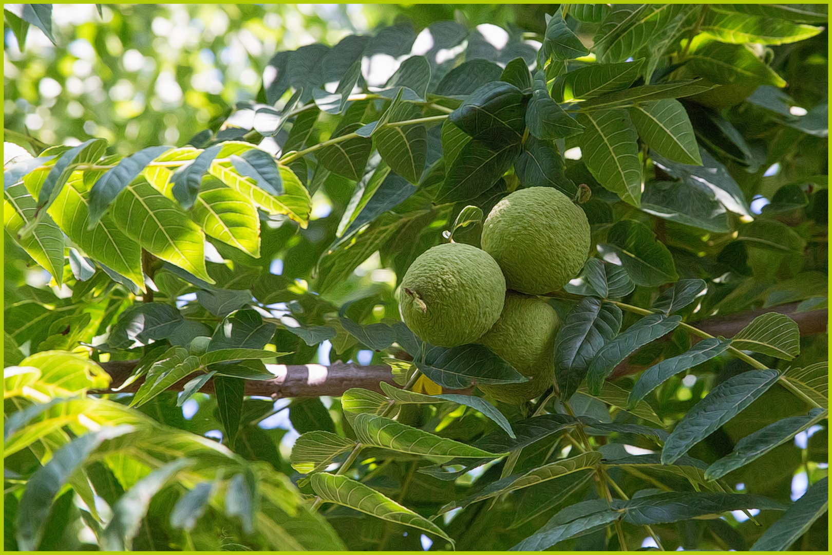 Schwarznussbaum  - Noce nero - Juglans nigra -