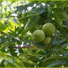 Schwarznussbaum  - Noce nero - Juglans nigra -