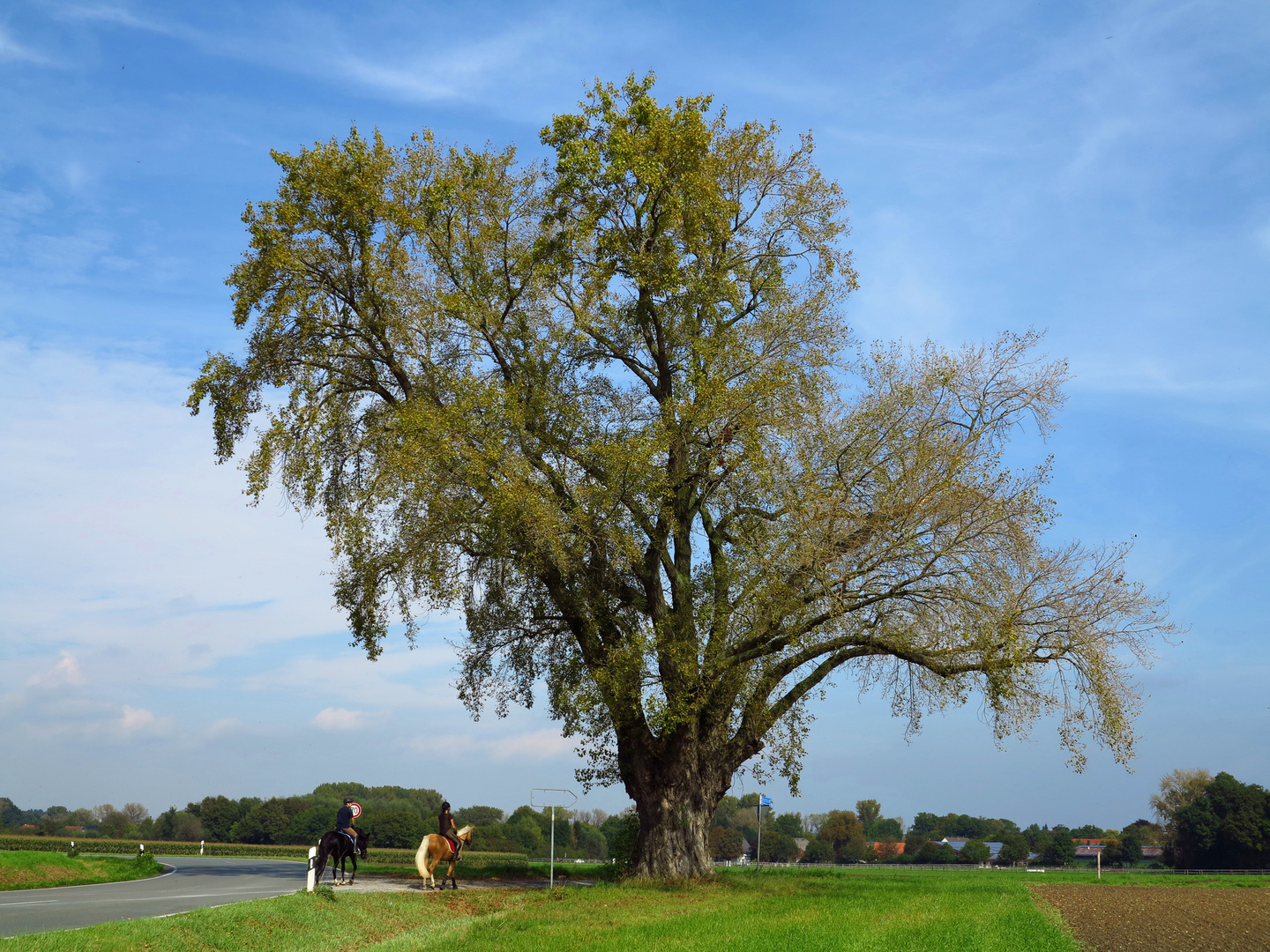 Schwarzpappel, Populus nigra, in der Soester Börde