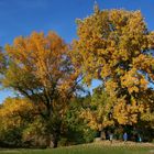 Schwarzpappel und Silberpappel im Kurpark Oberlaa in Favoriten