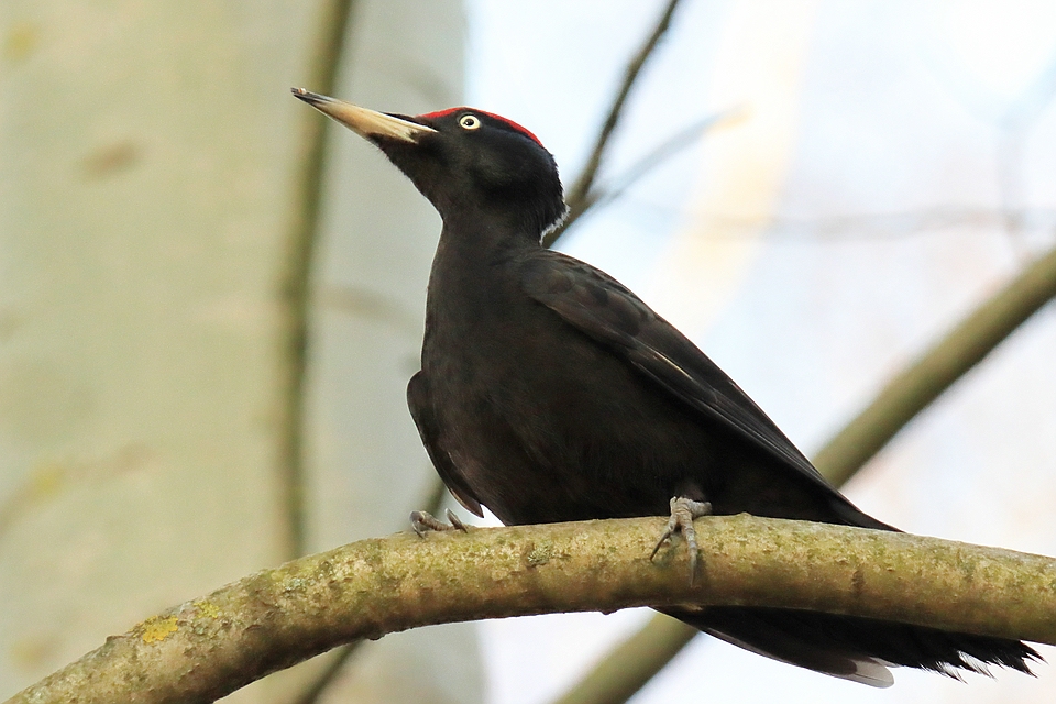 Schwarzpecht (Dryocopus martius)