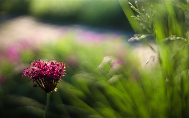 .......Schwarzpurpurner Lauch......