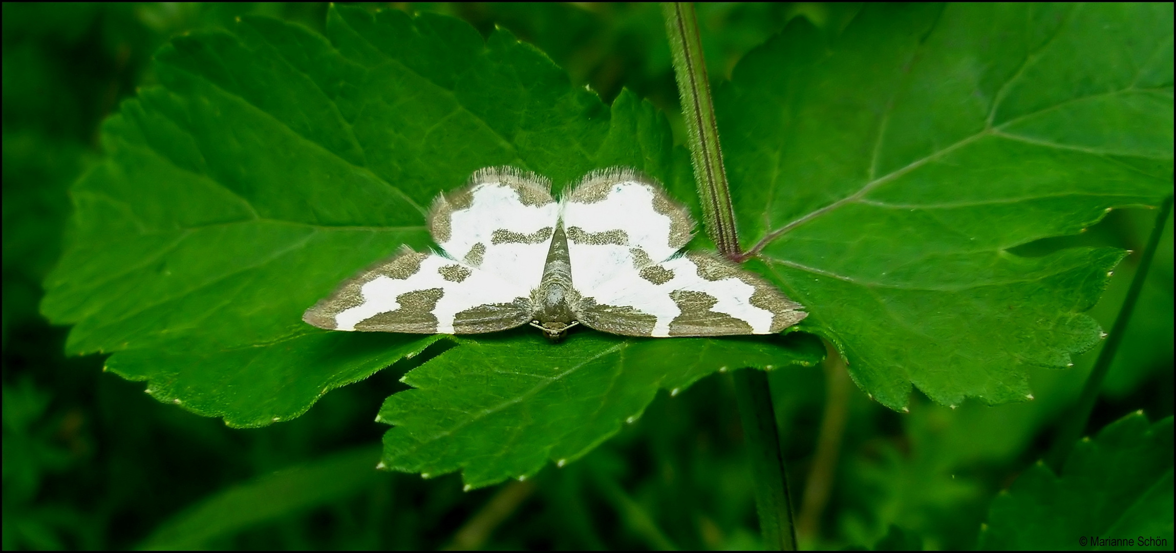 Schwarzrand-Harlekin...