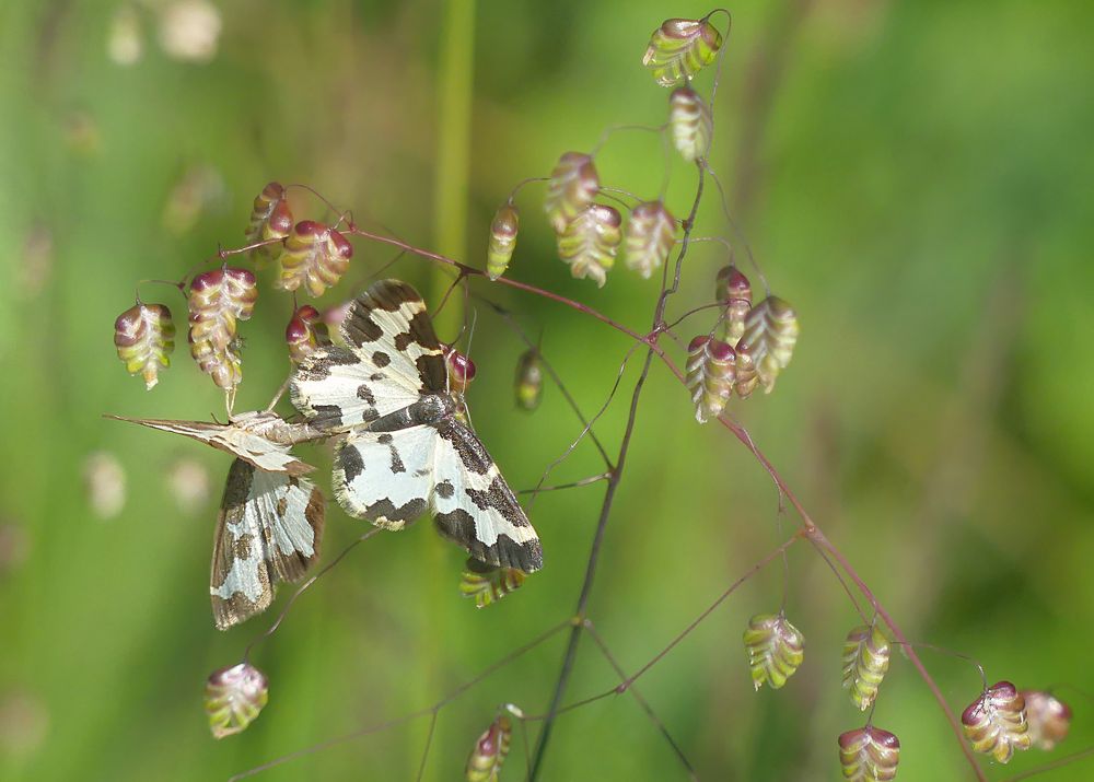 Schwarzrandharlekin