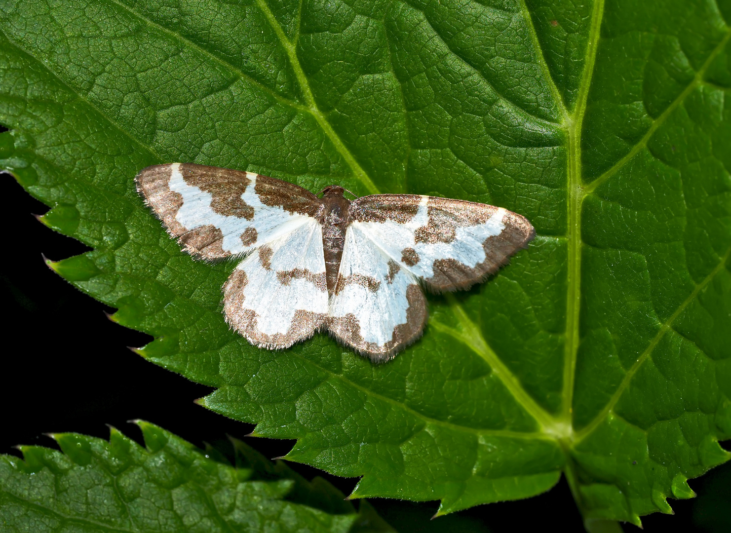 Schwarzrandspanner (Lomaspilis marginata) - La Bordure entrecoupée.