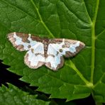 Schwarzrandspanner (Lomaspilis marginata) - La Bordure entrecoupée.