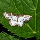 Schwarzrandspanner (Lomaspilis marginata) - La Bordure entrecoupée.