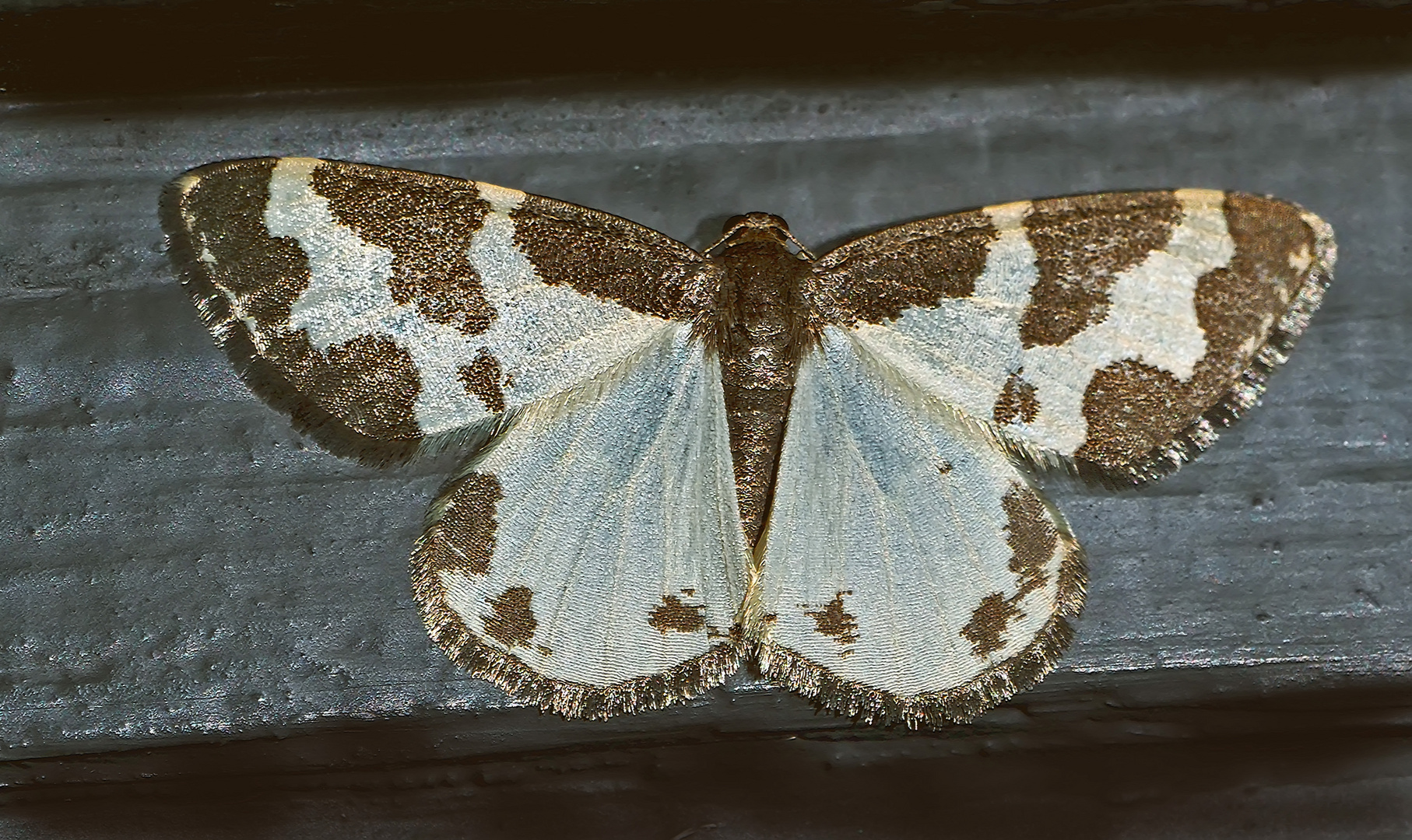  Schwarzrandspanner (Lomaspilis marginata) - La Bordure entrecoupée, la Marginée.