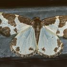  Schwarzrandspanner (Lomaspilis marginata) - La Bordure entrecoupée, la Marginée.