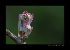 Schwarzriesling kommt rosa