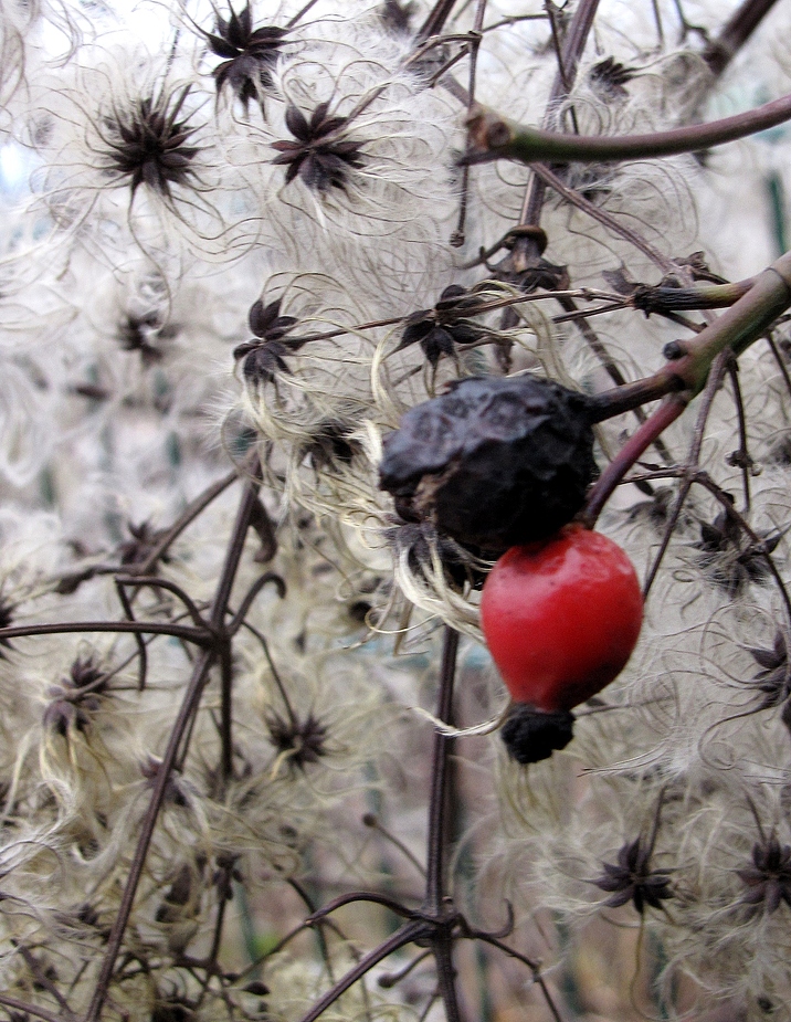 schwarz/rot