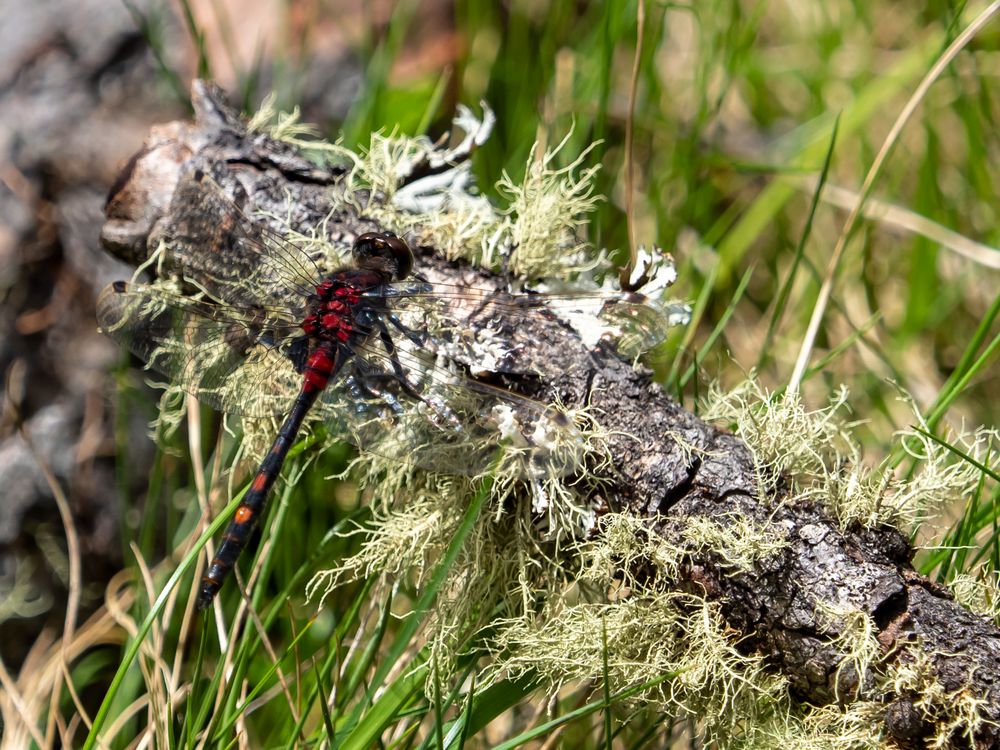 schwarz/rote Libelle