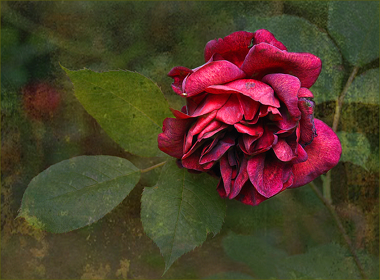 Schwarzrote Rose