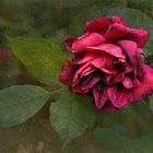 Schwarzrote Rose
