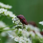 Schwarzrote Streifenwanze auf weißer Schafsgarbe