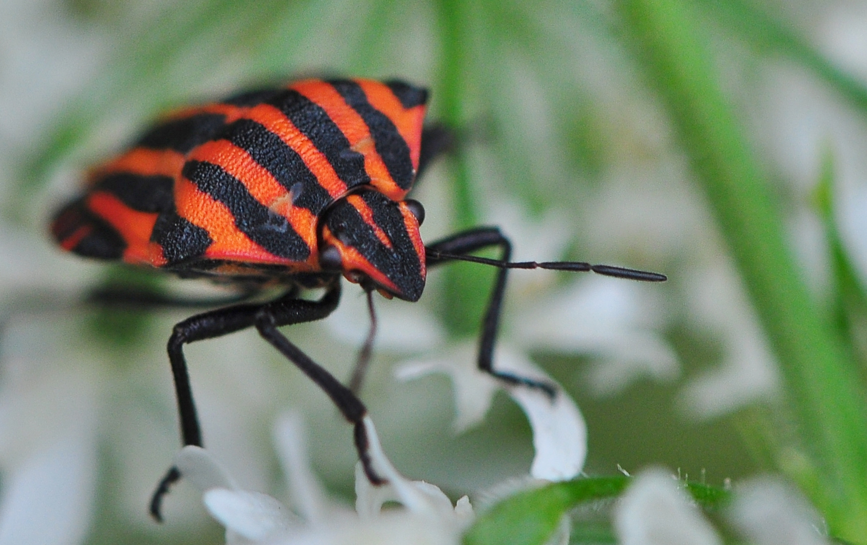 Schwarzrote Streifenwanze