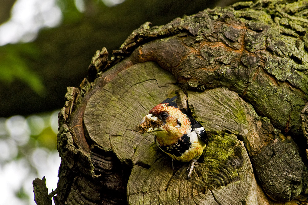 Schwarzrücken Bartvogel