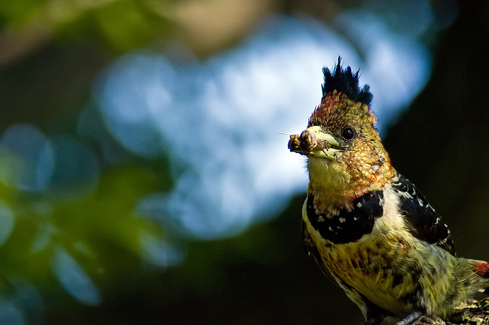 Schwarzrücken Bartvogel