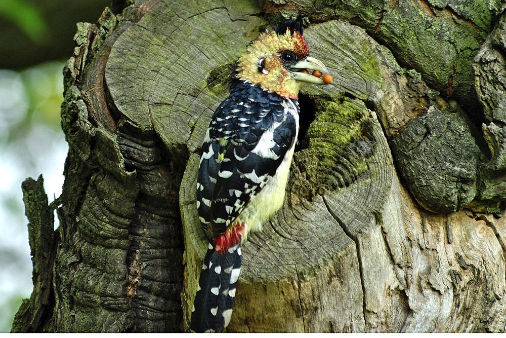 Schwarzrücken Bartvogel (Trachyphonus vaillantii)