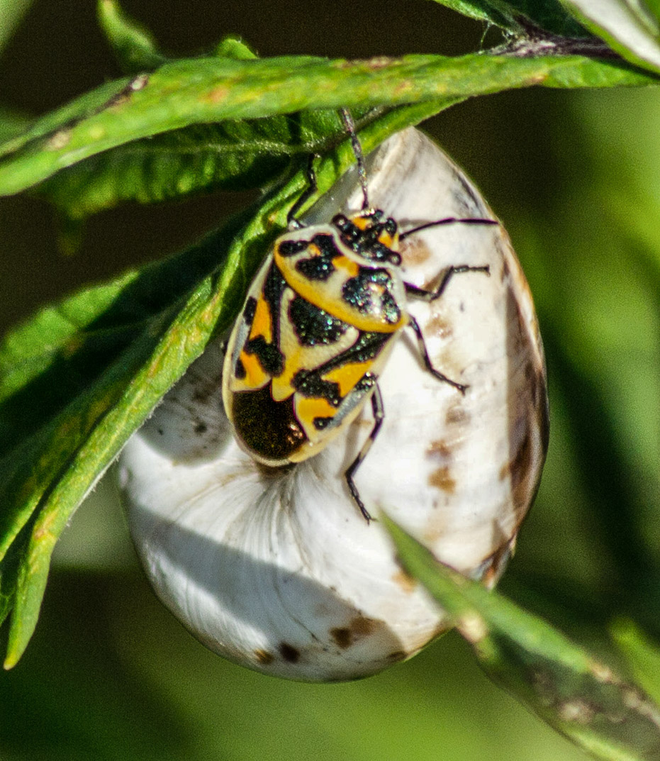 Schwarzrückige Gemüsewanze 1