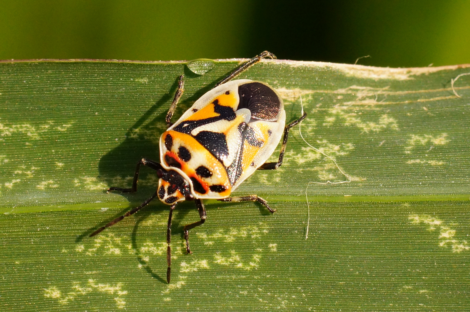 Schwarzrückige Gemüsewanze, Eurydema ornata