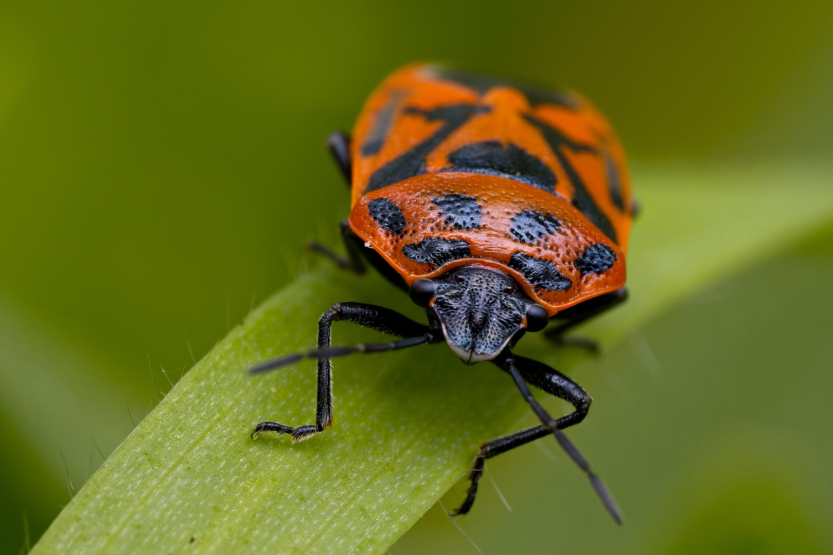 Schwarzrückige Gemüsewanze (Eurydema ornata) 