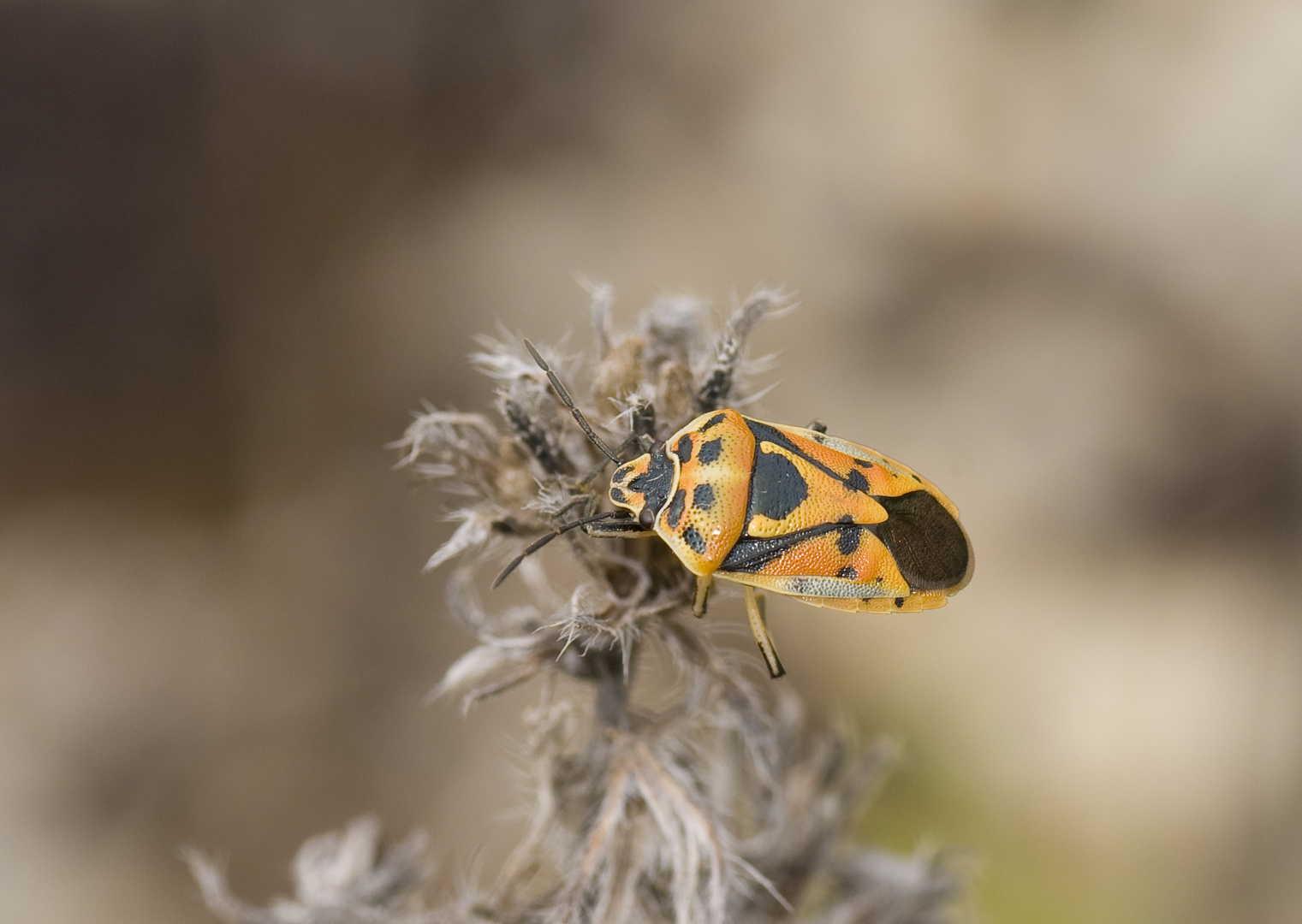 Schwarzrückige Gemüsewanze (Eurydema ornata)