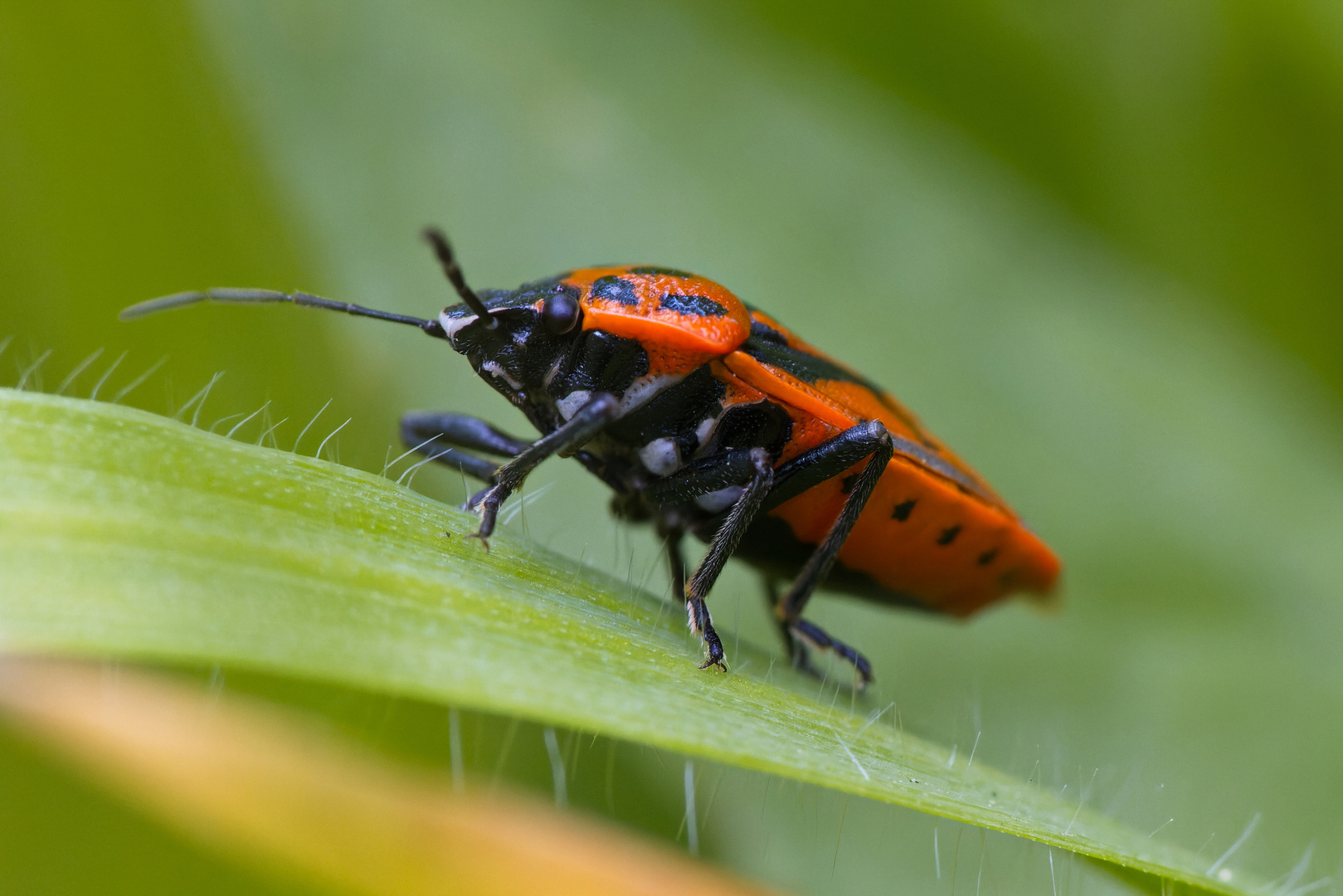 Schwarzrückige Gemüsewanze (Eurydema ornata)