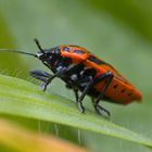 Schwarzrückige Gemüsewanze (Eurydema ornata)