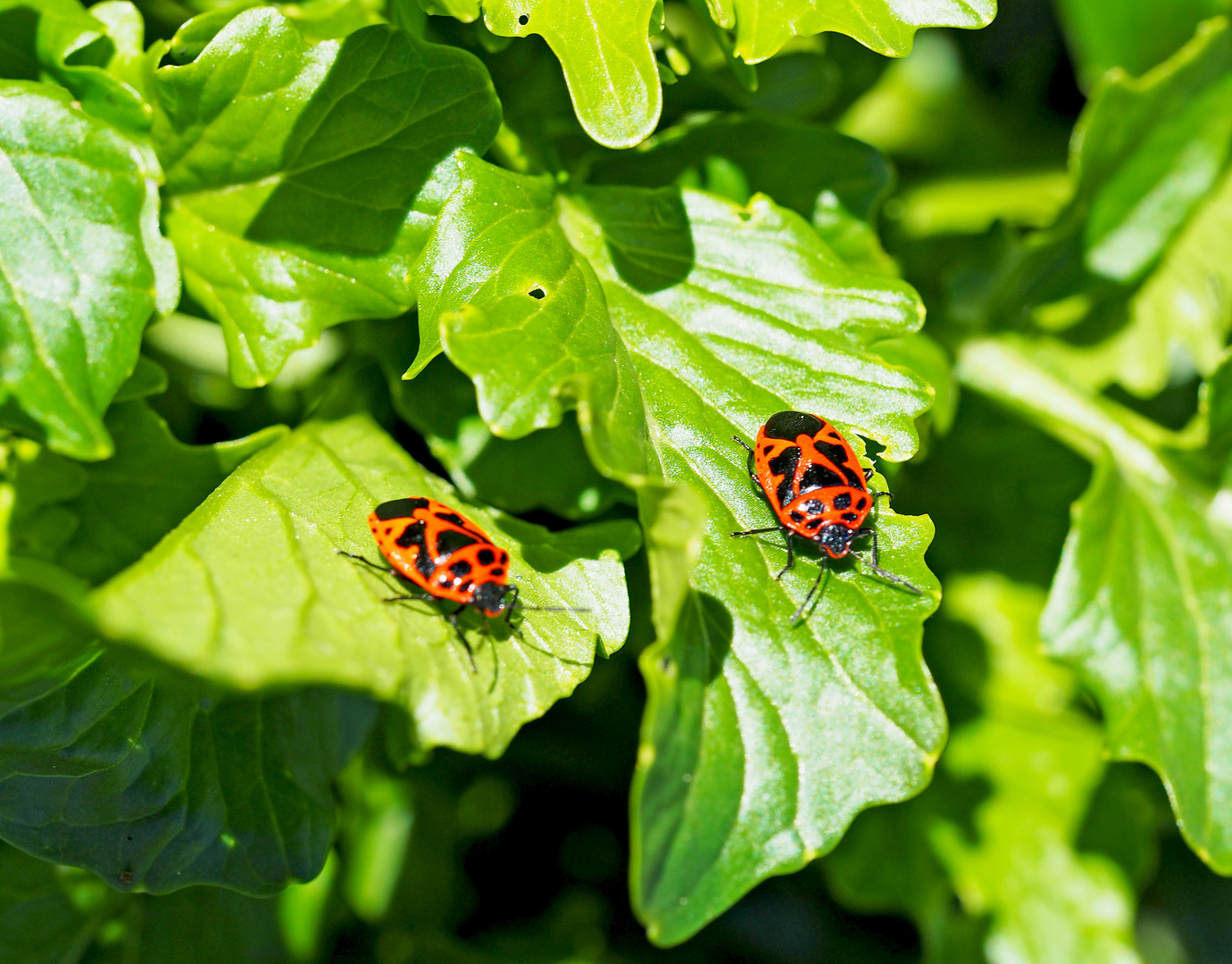 Schwarzrückige Gemüsewanze (Eurydema ornata)