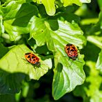 Schwarzrückige Gemüsewanze (Eurydema ornata)