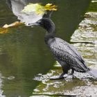 Schwarzscharbe  -  Little Black Cormorant