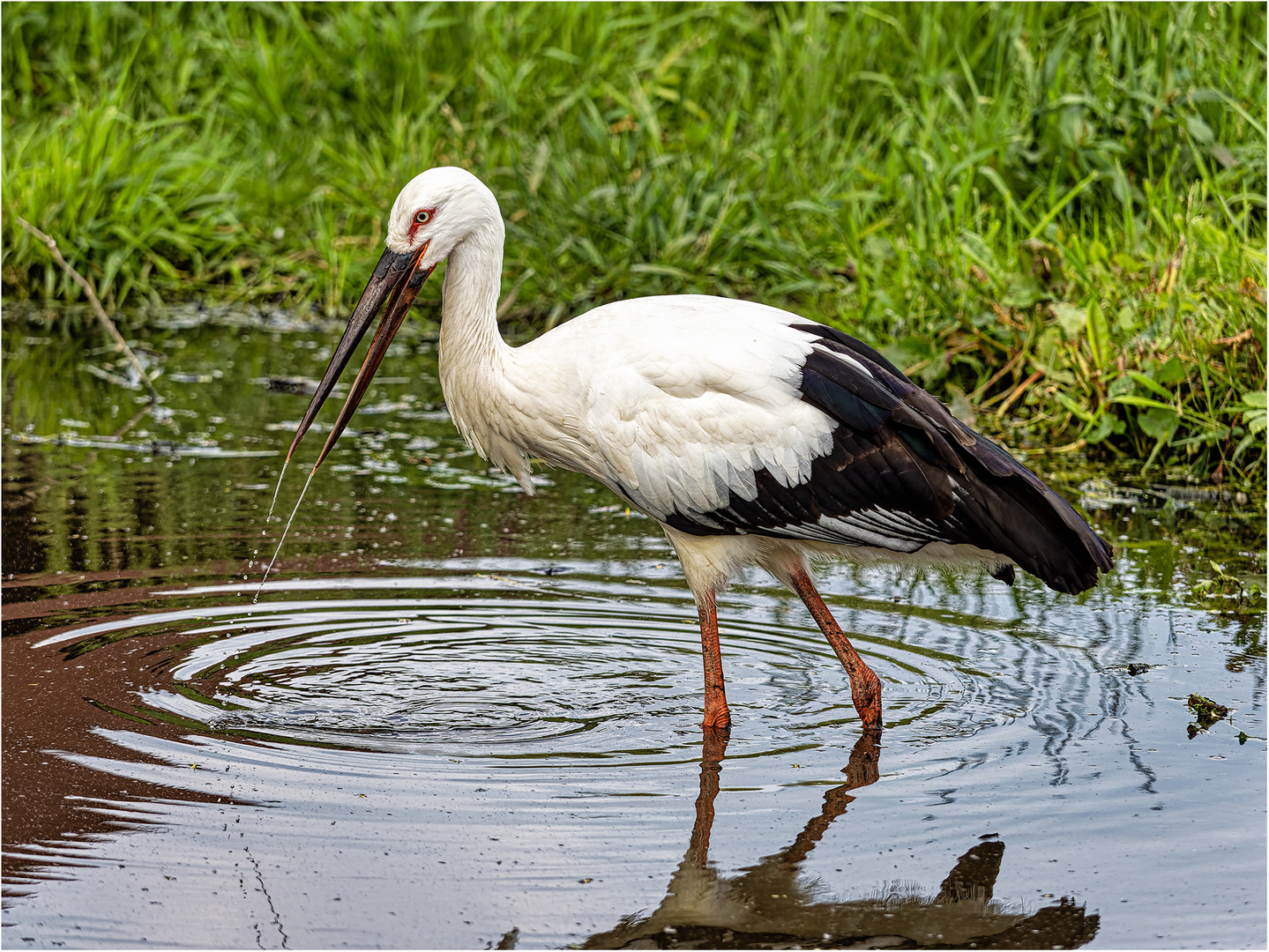 Schwarzschnabel-Storch