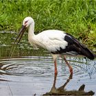 Schwarzschnabel-Storch