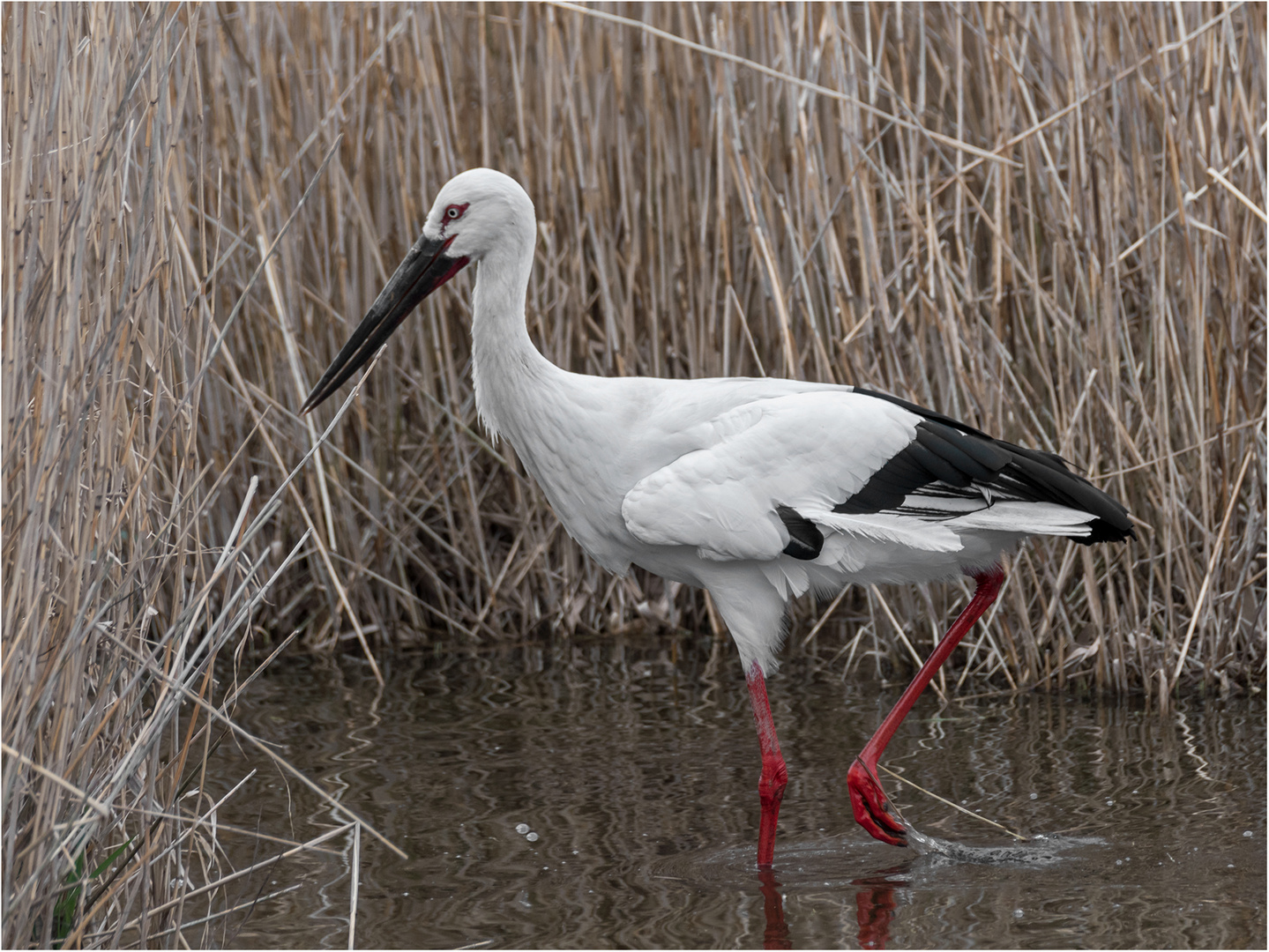 Schwarzschnabelstorch