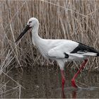 Schwarzschnabelstorch