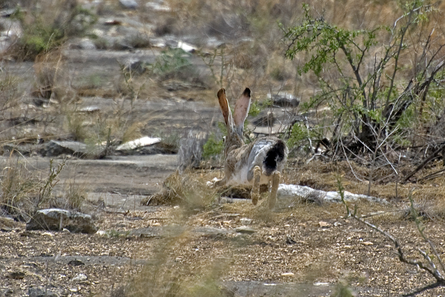 Schwarzschwänziger (auch Kalifornischer) Eselhase - Black-tailed Jackrabbit (Lepus californicus)