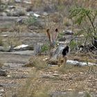 Schwarzschwänziger (auch Kalifornischer) Eselhase - Black-tailed Jackrabbit (Lepus californicus)