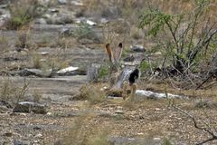 Schwarzschwänziger (auch Kalifornischer) Eselhase - Black-tailed Jackrabbit (Lepus californicus)