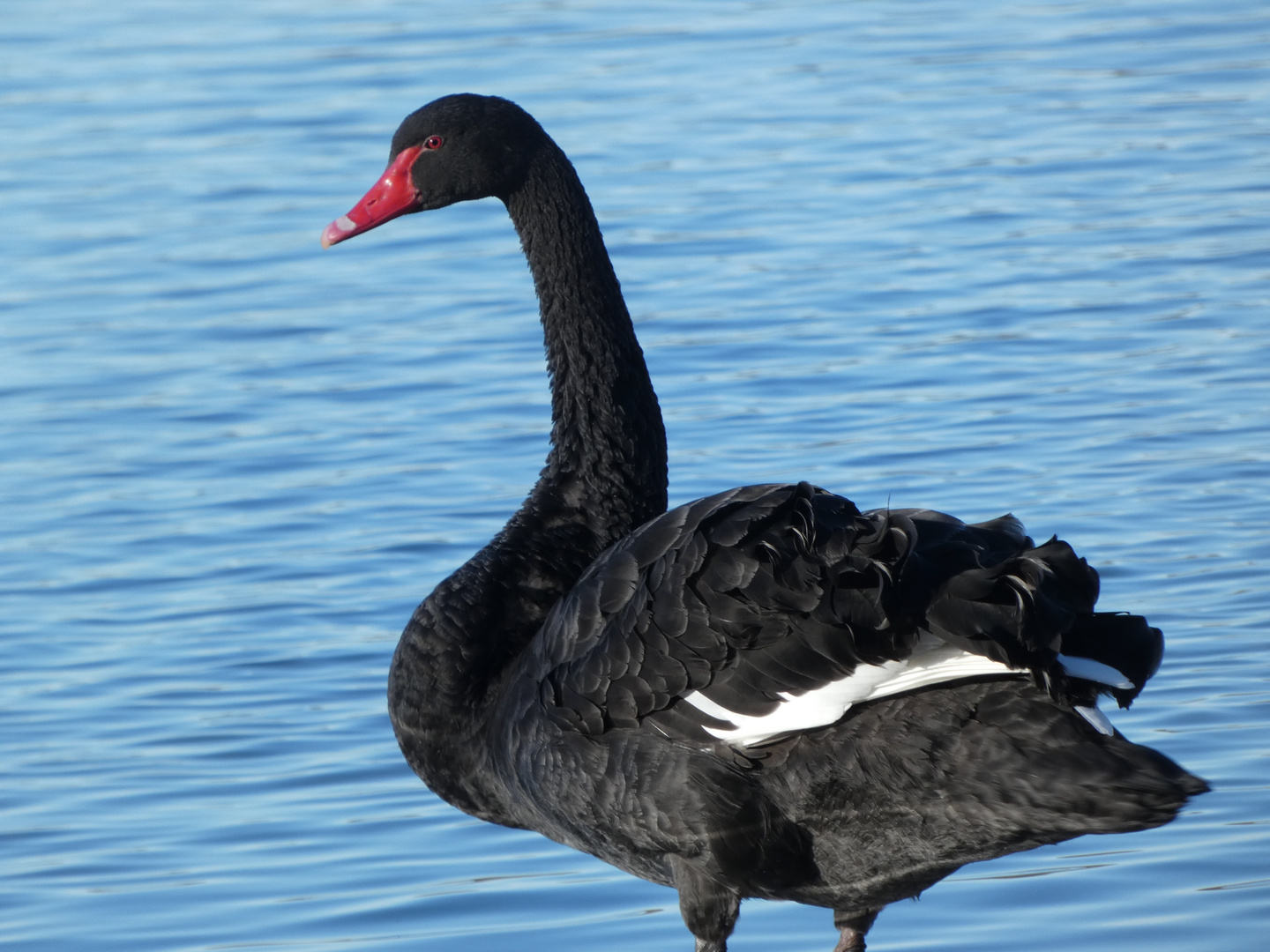 Schwarzschwan (Cygnus atratus)