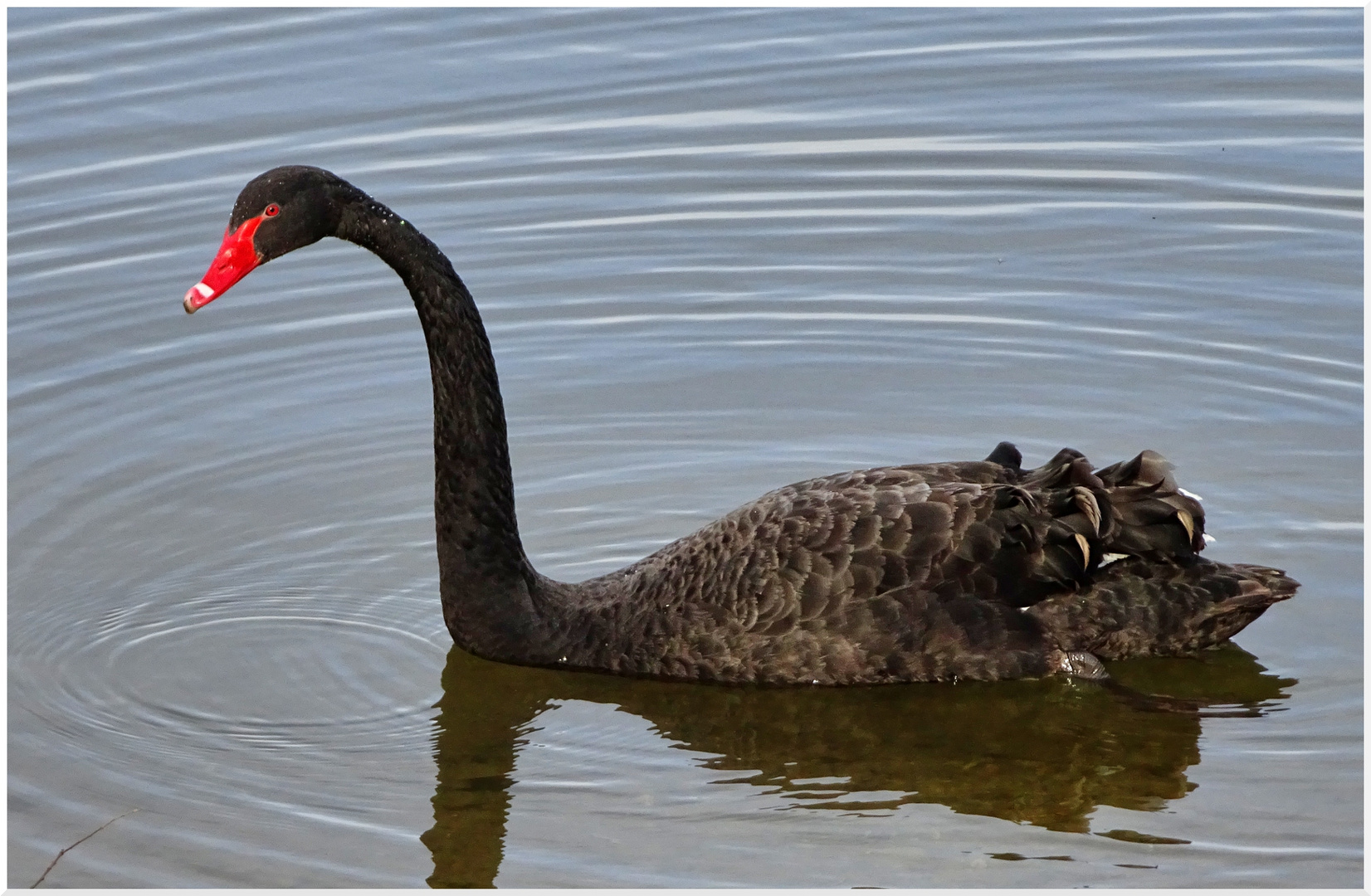 Schwarzschwan II