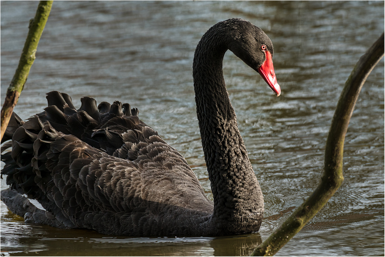 Schwarzschwan (Trauerschwan)