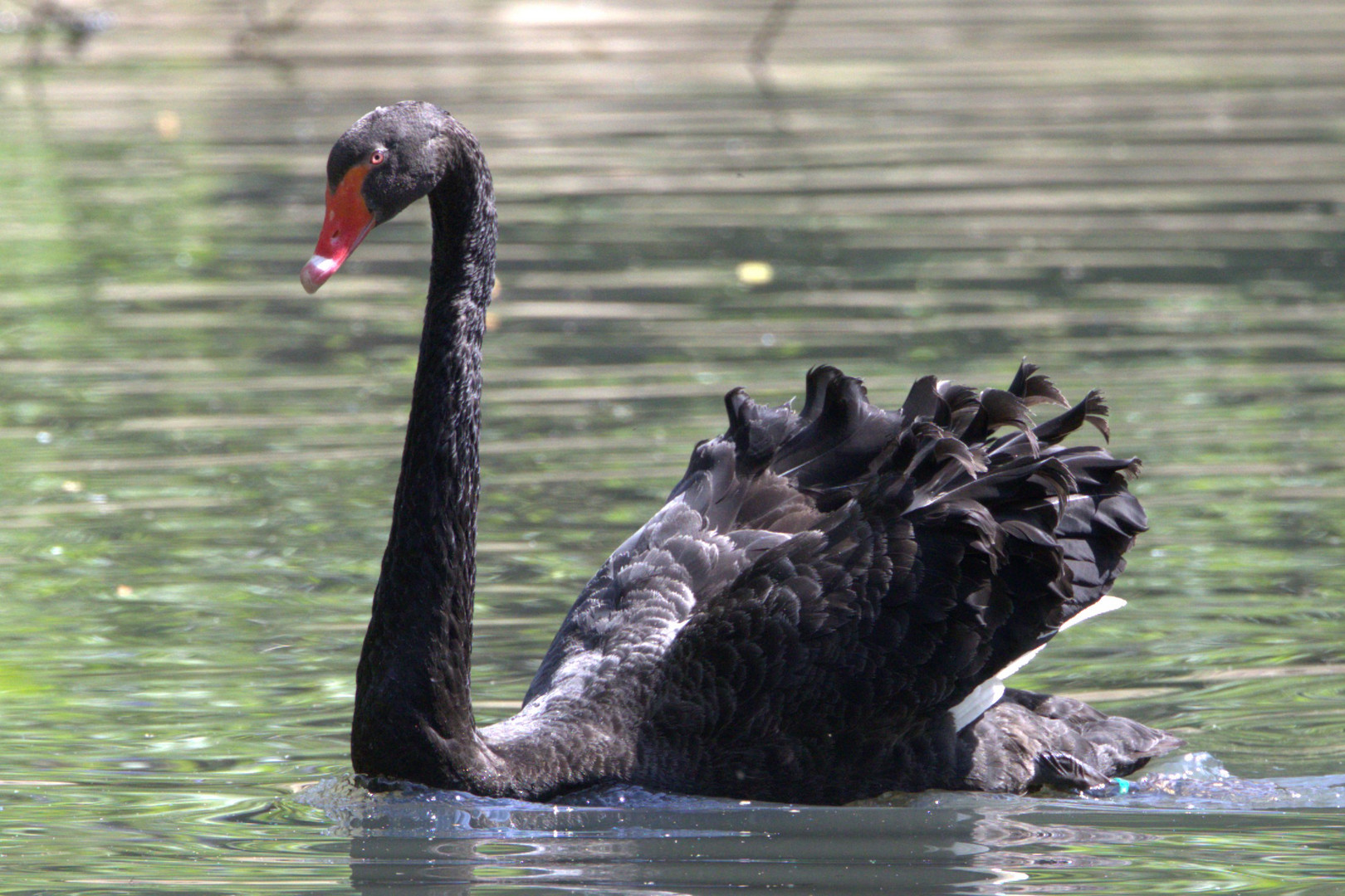 Schwarzschwan ( Trauerschwan )