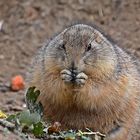 Schwarzschwanz-Präriehund (Cynomys ludovicianus)