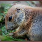 Schwarzschwanz-Präriehund (Cynomys ludovicianus)