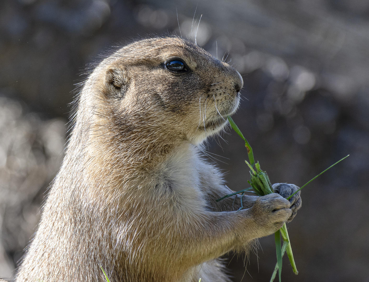 Schwarzschwanz-Präriehund (Cynomys ludovicianus)