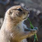 Schwarzschwanz-Präriehund (Cynomys ludovicianus)