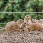 Schwarzschwanz-Präriehund - Familie- Photo