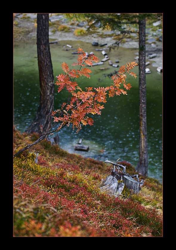 Schwarzsee(VS)-Vogelbeere